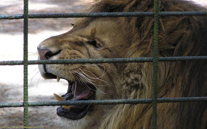 When the Lion Roars: How to Overcome Temptation