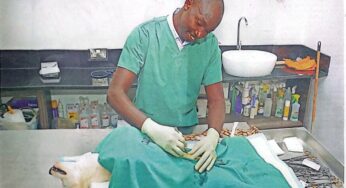 Dr. Desmond Tutu: A Trusted Name in Veterinary Care and Compassionate Animal Welfare