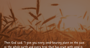 Kenya’s Seed Law A Threat to Food Sovereignty